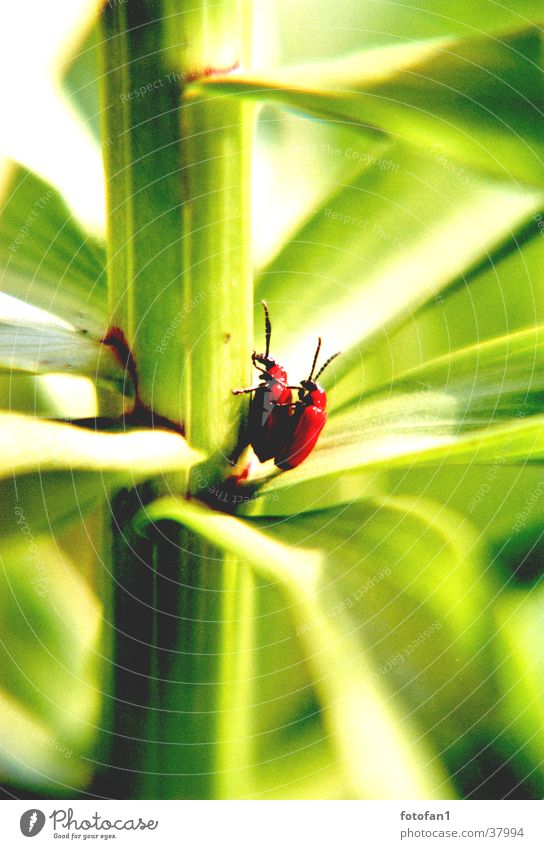 inflagranti #2 rot grün Blatt Stengel Fortpflanzung Insekt Käfer tiefenunschärfe