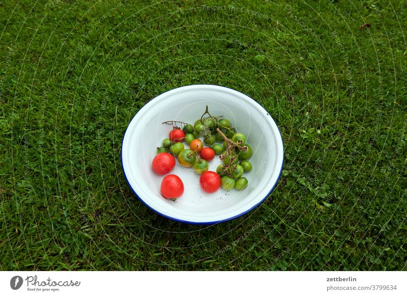 Letzte Tomatenernte tomate schüssel rote tomate grüne tomate herbst obst kleingartenkolonie menschenleer natur gemüse frisch unreif textfreiraum vegan wiese