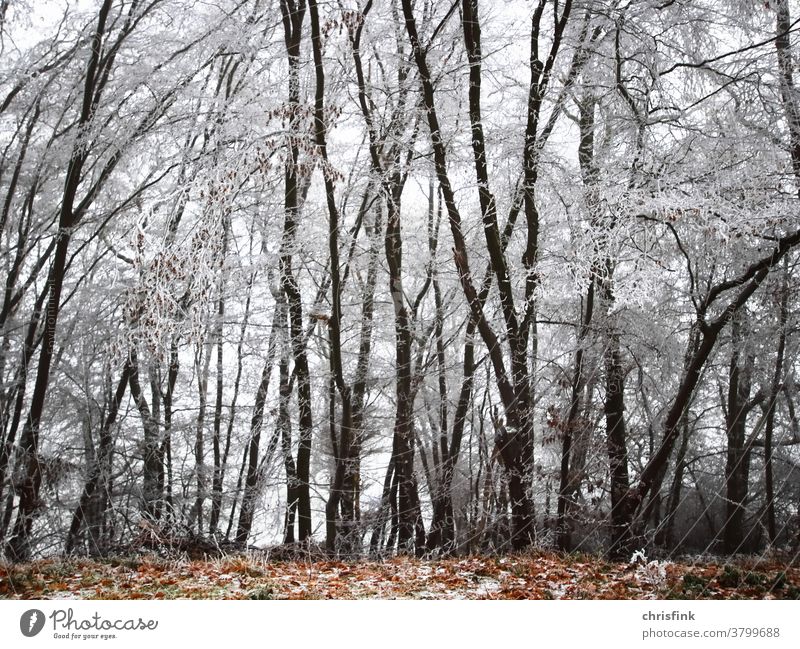 Wald mit vereisten Bäumen und Laub wald winter schnee herbst reif stamm zweig blatt laub kalt kälte weihnachten lockdown himmel