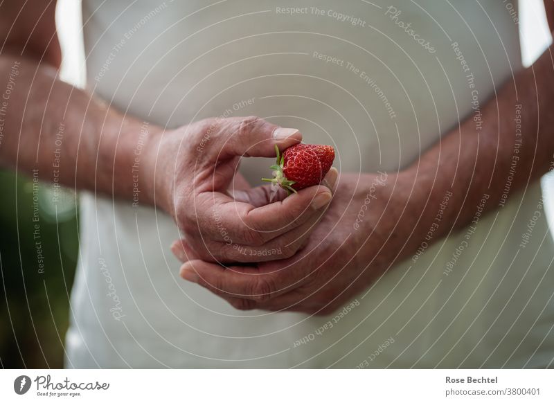 Mann hält eine Erdbeere in der Hand erdbeere Frucht Erdbeeren rot Lebensmittel lecker frisch süß Farbfoto Sommer Gesundheit saftig reif Beeren Nahaufnahme