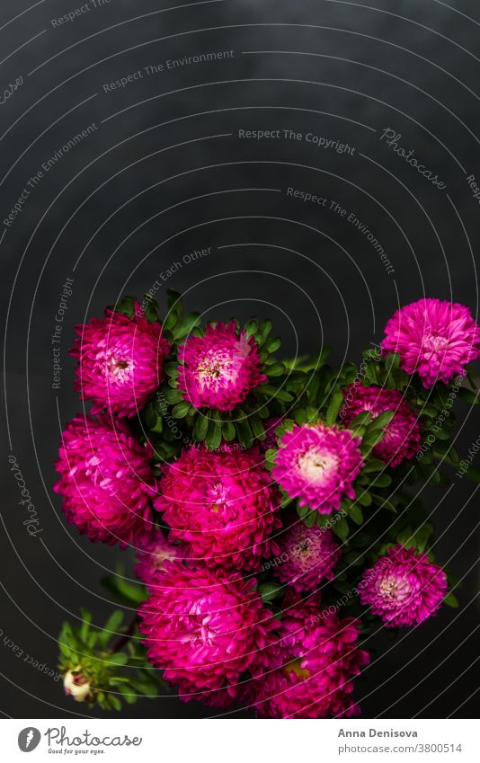 Blumenstrauß aus Herbstblumen Astern violett Garten purpur Design Postkarte Feiertag Konzept Draufsicht Textfreiraum farbenfroh Sommer rosa frisch üppig (Wuchs)