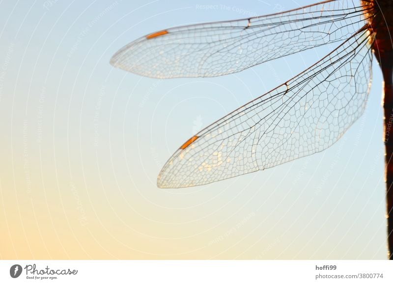 Libellenflügel im Sonnenlicht Flügel transparenz Tier Insekt Wildtier Natur 1 Makroaufnahme Tierporträt