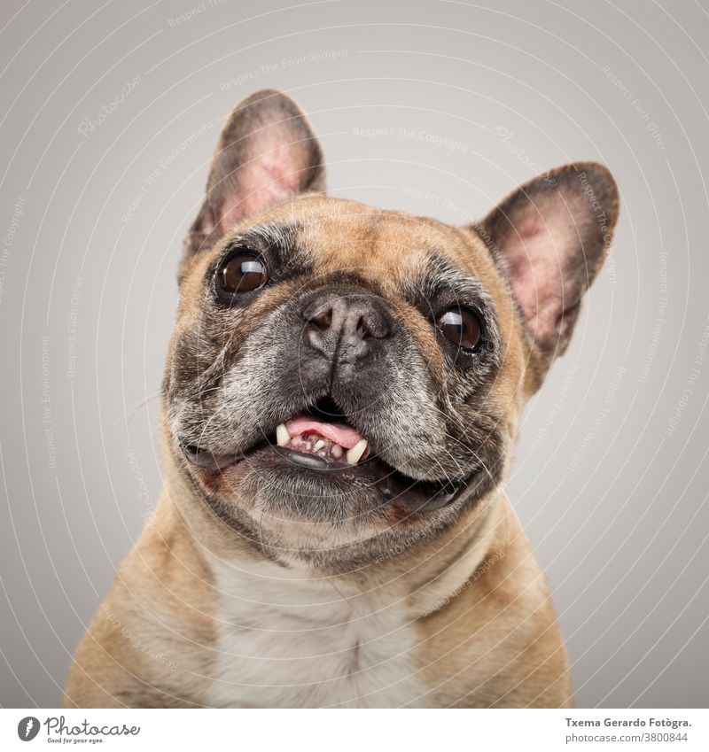 Studioporträt eines ausdrucksstarken französischen Bulldoggenhundes vor neutralem Hintergrund französische Bulldogge Hund Schnauze Zunge Mops Reinrassig