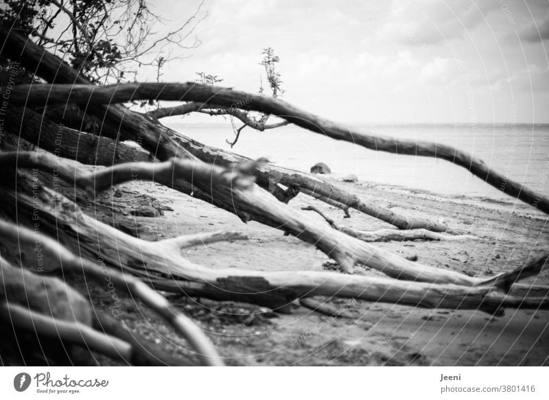Am Meer liegen Bäume am Strand und versperren den Weg Ostsee Küste Baum Steine Wasser Nebel Felsen Brodtener Ufer geheimnisvoll mystisch Weite Freiheit