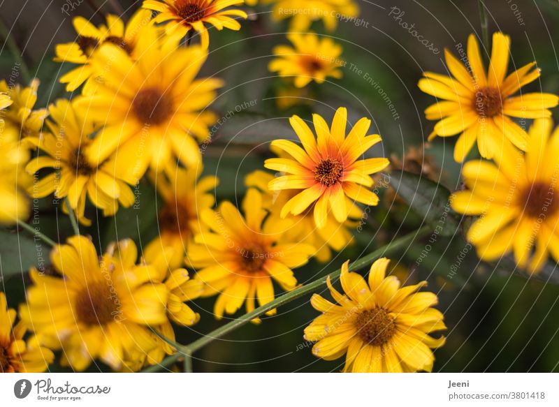 Sommerblume / Herbstblume leuchtet in den Farben gelb und orange im Garten Blume Pflanze Natur Sonnenhut Blüte Hintergrundbild schön Unschärfe Park Botanik