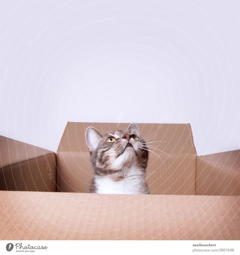 neugierige Katze im Karton, die zum Textfreiraum aufschaut pappkarton Blick nach oben Haustier Tier Schachtel niedlich Katzenbaby Sitzen Neugier jung lustig
