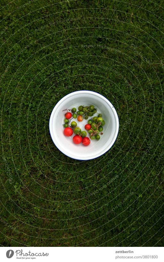 Tomaten in einer Schüssel auf einer Wiese tomate garten gras kleingarten kleingartenkolonie menschenleer natur rasen ruhe schrebergarten sommer textfreiraum