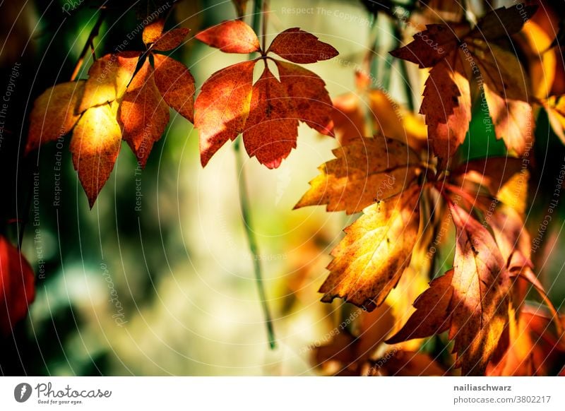 Herbstblätter herbstlich Herbstfärbung Herbstwald Hintergrund Textfreiraum Blätter rot gelb Schwache Tiefenschärfe Outdoor Natur grün Herbstlaub Herbstgefühle
