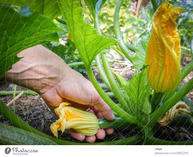 Hand pflückt junge Zucchinifrucht mit Blüte Farbfoto Nahaufnahme Garten Außenaufnahme Ernte pflücken Zucchiniblüte Garten Schrebergarten Ackerbau
