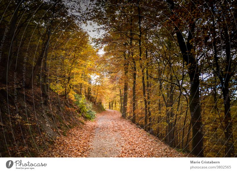 Schöne Herbstfarben im Wald Herbststimmung Herbstsaison keine Menschen filmischer Look Kino-Stimmung der Weg nach vorn ätherisch verträumt geheimnisvoll fallen