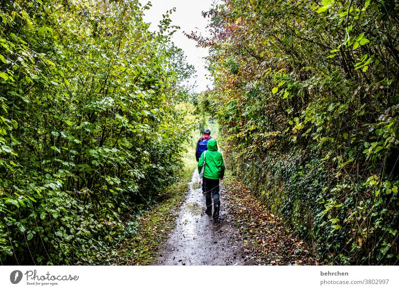 wein wandern Wege & Pfade Hunsrück Moseltal Weinbau Rheinland-Pfalz Mosel (Weinbaugebiet) Weinstock Weinberg Weintrauben Weinrebe Landschaft Berge u. Gebirge