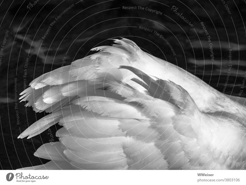 Die Flügel eines jungen Schwans, der größer wirken möchte Federn weiß edel elegant schwimmen Vogel fliegen Wasser Wasservogel See schwarzweiß schön Wellen