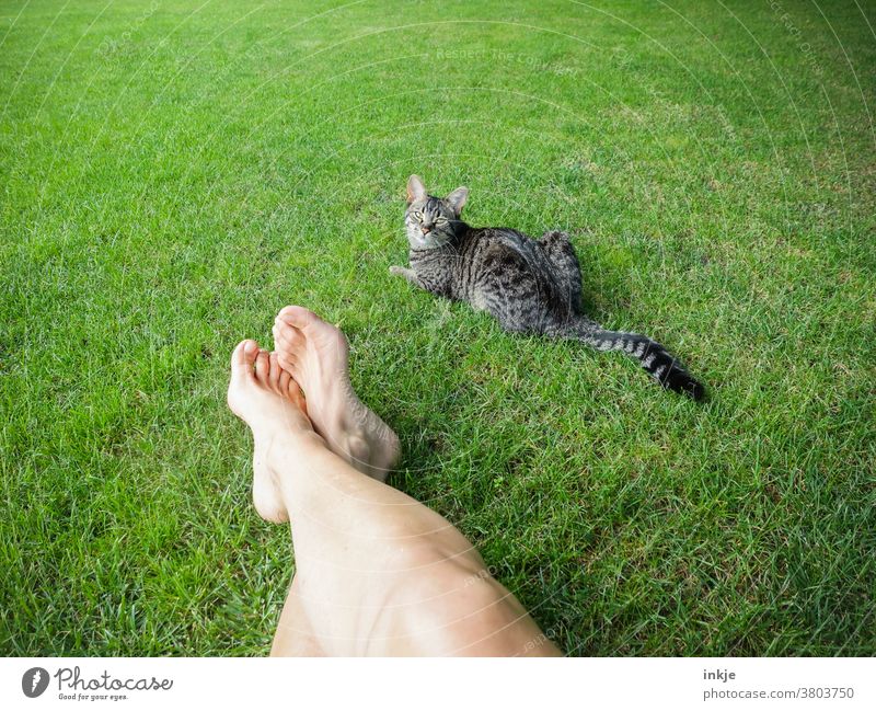 grüne Wiese mit blassen Beinen und getigerter Katze Farbfoto Außenaufnahme Rasen Garten Haustier Frauenbeine liegen Sommer Warm Faulenzen liegen Pause Freizeit