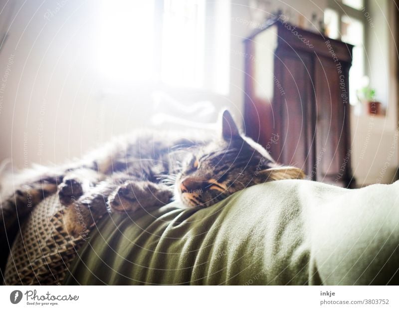 Schlafende Katze auf Frauenbauch im Gegenlicht. Farbfoto Zuhause Innenaufnahme Wohnzimmer Grün Herbstfarben gemütlich Weich Warm Kuschlig Wohlgefühl Vertrauen
