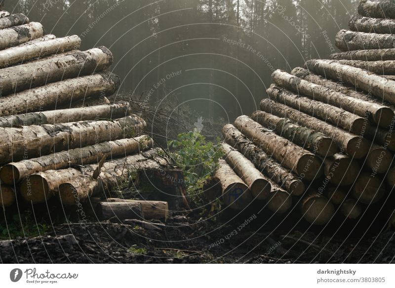 Forstwirtschaft in einem Mittelgebirge Südwestfalens nach Schäden durch Borkenkäfer, Cryphalus abietis Außenaufnahme Baum Wald Natur Menschenleer Umwelt