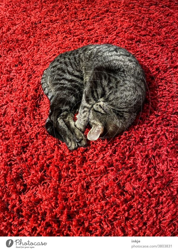 eingerollte, schlafende Katze auf rotem Hochfloorteppich Farbfoto Innenaufnahme Menschenleer haustier Katzenjunges liegen Teppich Gemütlich weich warm kuschlig