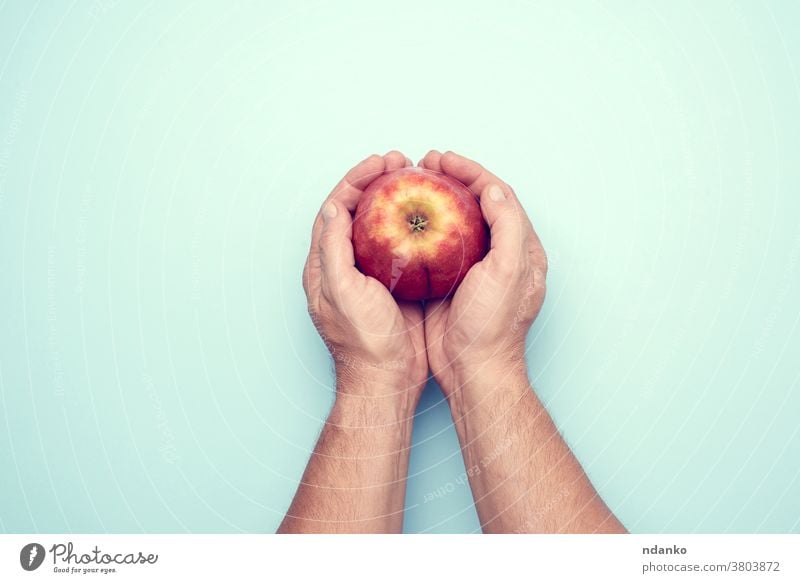 zwei männliche Hände halten einen reifen roten Apfel auf blauem Hintergrund Hand Frucht frisch Gesundheit Lebensmittel organisch saftig Diät Mann menschlich