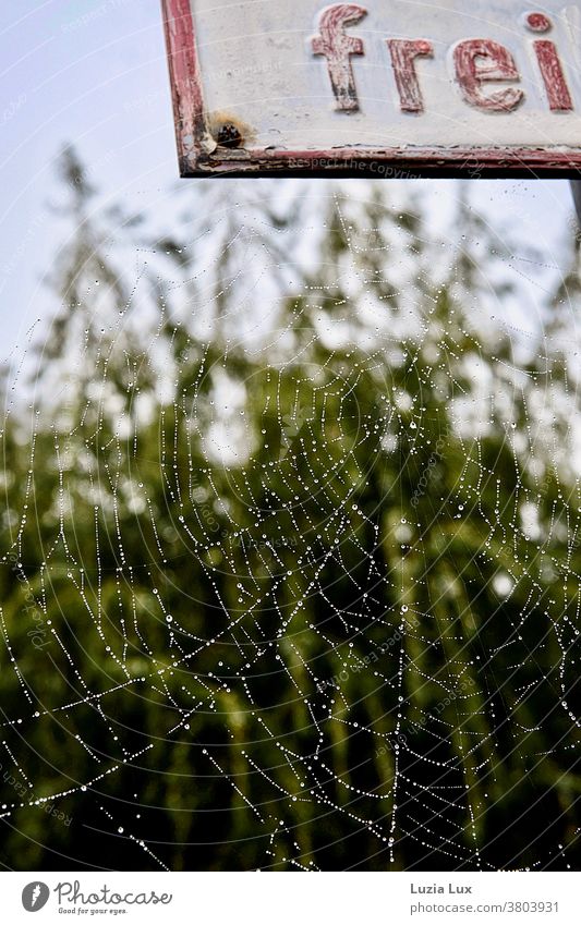 Ein Spinnennetz voller winziger Tautropfen, malerisch an einem rostenden Schild Reiftropfen silbern zart Netz Nahaufnahme Wassertropfen Natur Außenaufnahme