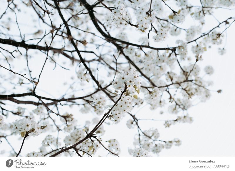 Zweig mit weißen Blüten Baum im Frühling weiße Blumen Ast Mandel weiches Licht Hintergrund jung Detailaufnahme Obstgarten Kirsche Schönheit Himmel Natur