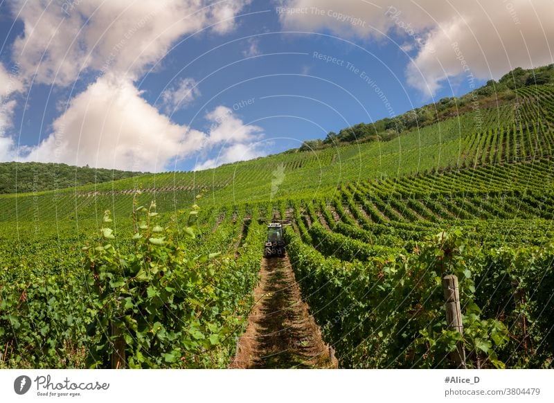 Weinberg an der Mosel Sommer Weinbau Natur Landschaft Rheinland-Pfalz Ruhe wandern Mosel (Weinbaugebiet) Idylle Moseltal Flussufer Weinrebe Weinstock