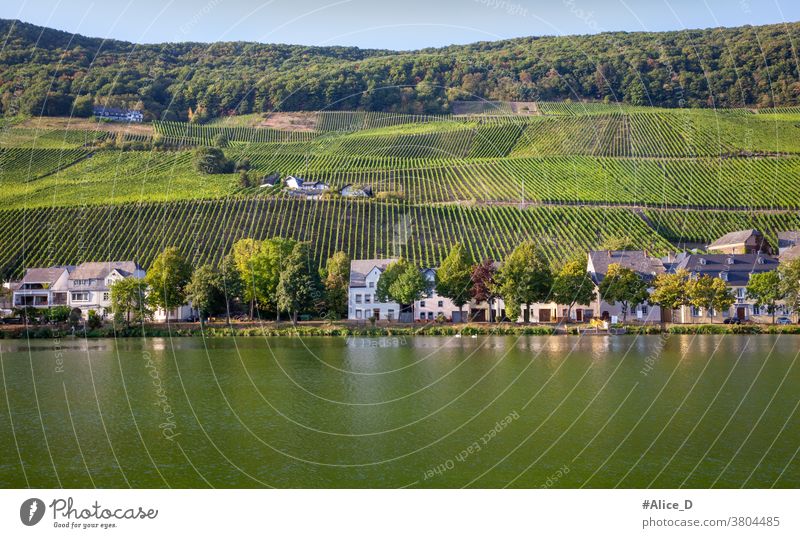 Mosellandschaft in Piesport Ferien & Urlaub & Reisen Sommer Weinbau Natur Weinberg Landschaft Rheinland-Pfalz Ruhe wandern Fluss Tourismus Mosel (Weinbaugebiet)