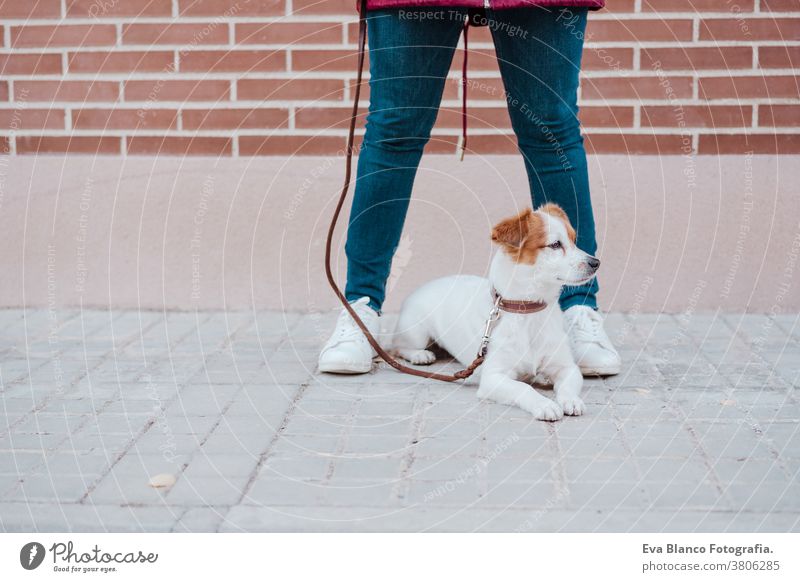 Frau in der Stadt mit ihrem entzückenden Jack-Russell-Hund. Lebensstil im Freien bezaubernd Herbst Backsteinwand Bulldogge Freizeitkleidung Kaukasier heiter