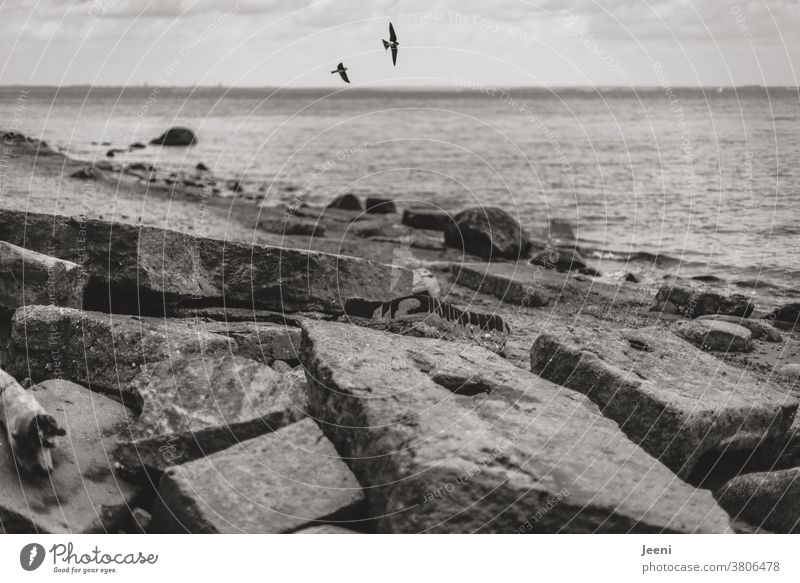 Am Strand liegen zerbrochene Platten aus Beton und die Schwalben fliegen in der Luft Meer Ostsee Küste Steine Wasser Felsbrocken Felsen Brodtener Ufer