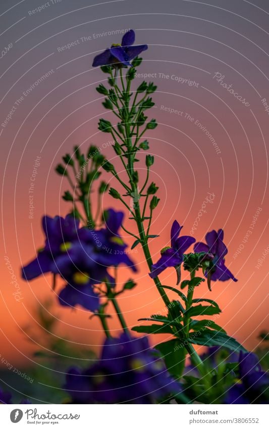 Makro Aufnahme einer lila Blume vor rotem Sonnenuntergang orange Abend Natur Blüte Pflanze violett Blühend Schwache Tiefenschärfe Außenaufnahme Menschenleer
