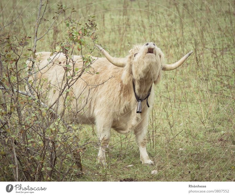 Schottisches Hochlandrind ruft nach seinem kleinen Kalb Nutztier Kuh Tier Außenaufnahme Farbfoto Menschenleer Tierporträt Natur Fell Herbst Landwirtschaft