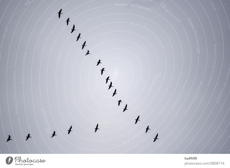 Kranichformation am Himmel Kraniche am Himmel Wildtier Formationsflug Vogel fliegen Zugvogel Herbst Schwarm Vogelschwarm Tiergruppe Nebel Nebelstimmung Freiheit