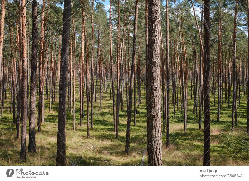 Kiefernwald, licht und hell Natur Wald Umwelt Monokultur regelmäßig Forstwirtschaft grün Nadelwald Labyrinth Baum Pflanze Sommer Menschenleer gleichmäßig Holz