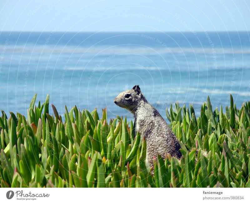 Mr. Squirrel Meer Umwelt Natur Horizont Küste Wildtier blau grau grün Gelassenheit Tourismus La Jolla Kalifornien Eichhörnchen Wachsamkeit hören Tierliebe