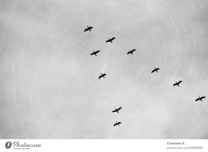 Kormoran-Geschwader Kormorane Wasservögel Tier Wildtier Wildtiere Außenaufnahme Natur Vogel Vögel Vögel fliegen Wasservogel Himmel Tag Freiheit aufwärts