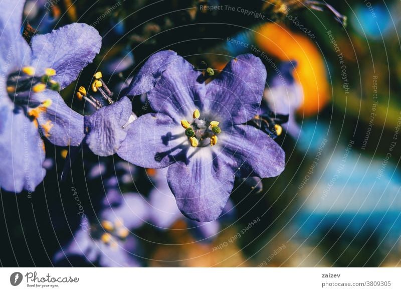 Detail einer violetten Blüte von Polemonium caeruleum Polmonium caeruleum Jakobs-Leiter griechischer Baldrian becherförmig lavendelfarben purpur Fliederbusch