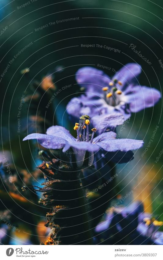 Nahaufnahme der aufgerichteten Staubblätter einer violetten Blüte von Polemonium caeruleum Polmonium caeruleum Jakobs-Leiter griechischer Baldrian becherförmig
