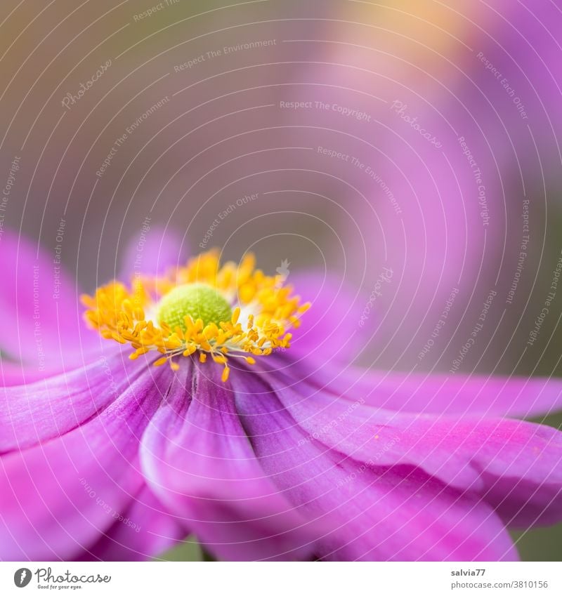 Blütenkönigin im Herbst Herbstanemone Blume Garten Blühend Natur Pflanze Anemonen rosa pink Makroaufnahme Nahaufnahme schön Schwache Tiefenschärfe Duft