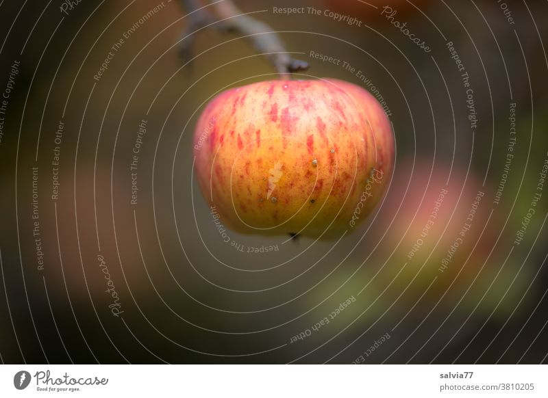 ein reifer Apfel hängt am Zweig und wartet darauf gepflückt zu werden Ernte Herbst Frucht frisch Natur saftig Lebensmittel Gesundheit lecker süß natürlich