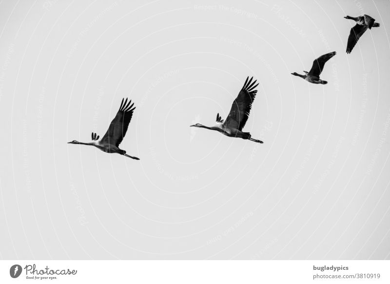 Schwarzweißfoto von zwei Kranichen und zwei Blässgänsen im Flug. Kraniche am Himmel Gänse Zugvogel Zugvögel Vogelschwarm Fliegen Vögel schwarz-weiss Natur
