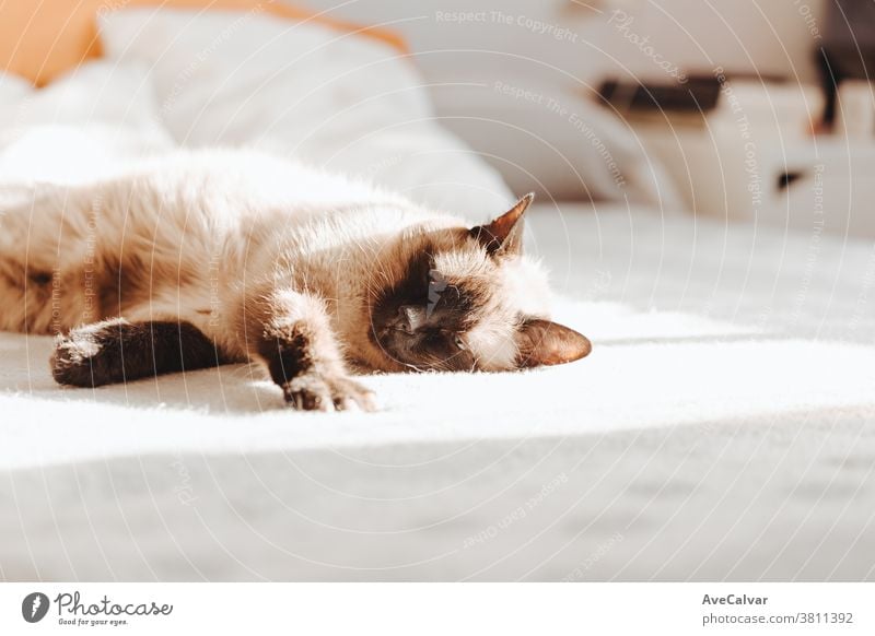 Siamkatze, die an einem hellen Tag über einem Bett mit Kopierraum schläft liebevoll Farben Kopierbereich Frieden träumen im Innenbereich schlafen nach oben