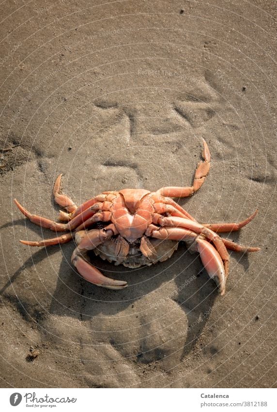 Spuren der Möwenfüsse im Sand, ein Krebs liegt auf dem Rücken Tier Schalentier Tod totes Tier Strand Krabbe nass spuren im sand Abdrücke Vögel Natur Orange
