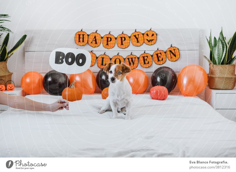 süßer Jack-Russell-Hund zu Hause. Halloween-Hintergrund-Dekoration. Frau hält BOO-Zeichen in der Hand jack russell heimwärts im Innenbereich Ballons