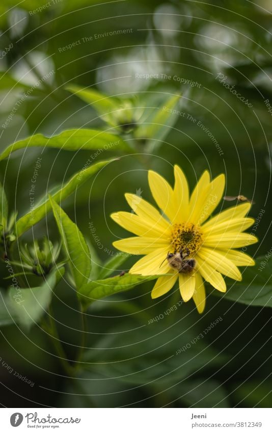 Einzelne gelbe Sommerblume mit einer fleißigen Biene, die den Nektar aufsaugt und die Pollen verteilt Blume Blüte Pflanze Insekt Natur Garten Umweltschutz