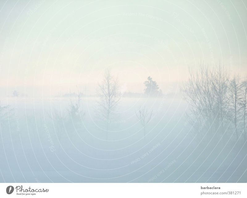 Ein Hauch von Winter Landschaft Luft Himmel Nebel Eis Frost Schnee Baum Sträucher Teich See hell kalt Stimmung ruhig Einsamkeit Idylle Natur Sinnesorgane