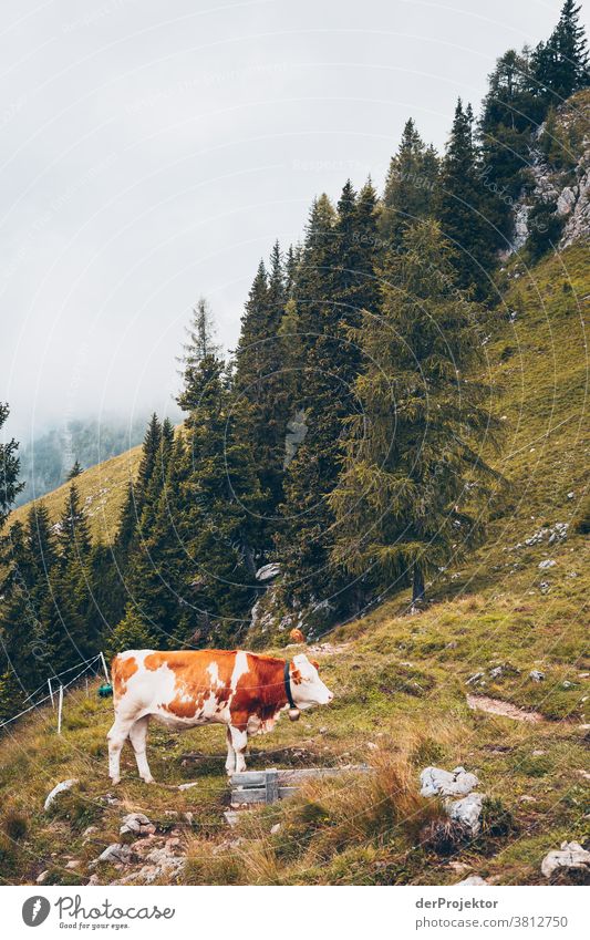 Kuh oberhalb des Achensees in Tirol in Österreich Alpen Gegenlicht wanderlust Wanderausflug Wandertag Naturschutz Ausdauer Tatkraft Willensstärke Tourismus