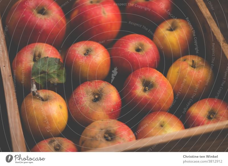 Reife rote Äpfel vom eigenen Baum liegen ordentlich sortiert in einer Holzkiste Apfel Frucht Natur eigene Ernte Bioprodukte Cox Orange Lebensmittel Ernährung