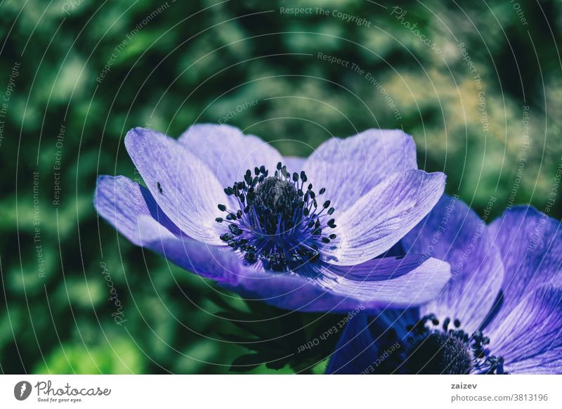 Detail einer violetten Blüte der Anemone coronaria Anemonen-Koronarie Mohnanemone spanische Ringelblume Windblume Kuhschelle mediterran Blume Vegetation Flora