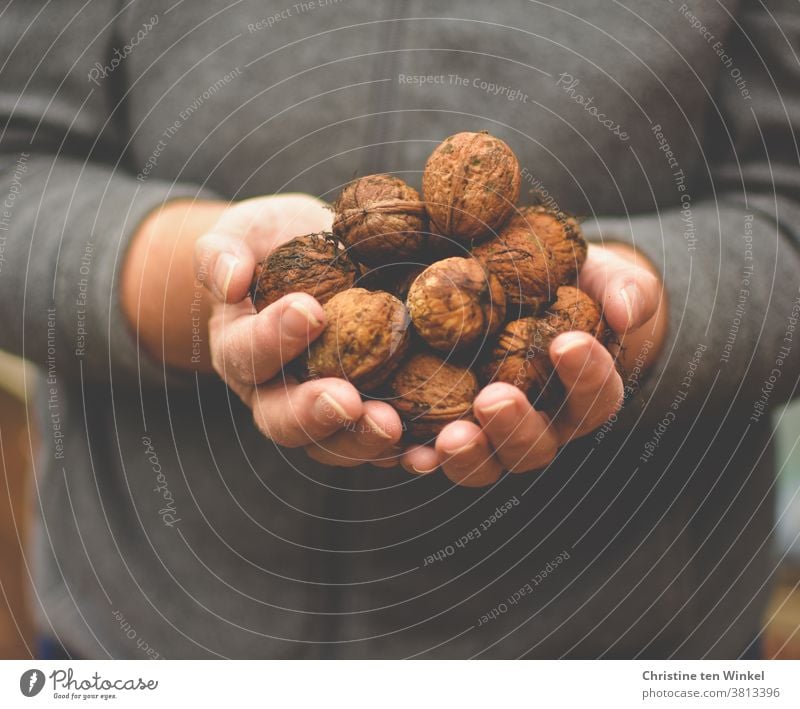 Selbst gesammelte frische Walnüsse in den Händen halten Ernte Frau herbstlich lecker Snack rustikal Lebensmittel geschmackvoll Ernährung gesund Vegane Ernährung