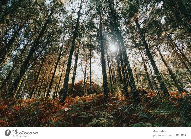 Horizontale und farbenfrohe Aufnahme eines riesigen Felsens in der Mitte des Waldes Baum Sonne Natur Licht Waldlichtung dynamisch Umwelt Idylle Landschaft