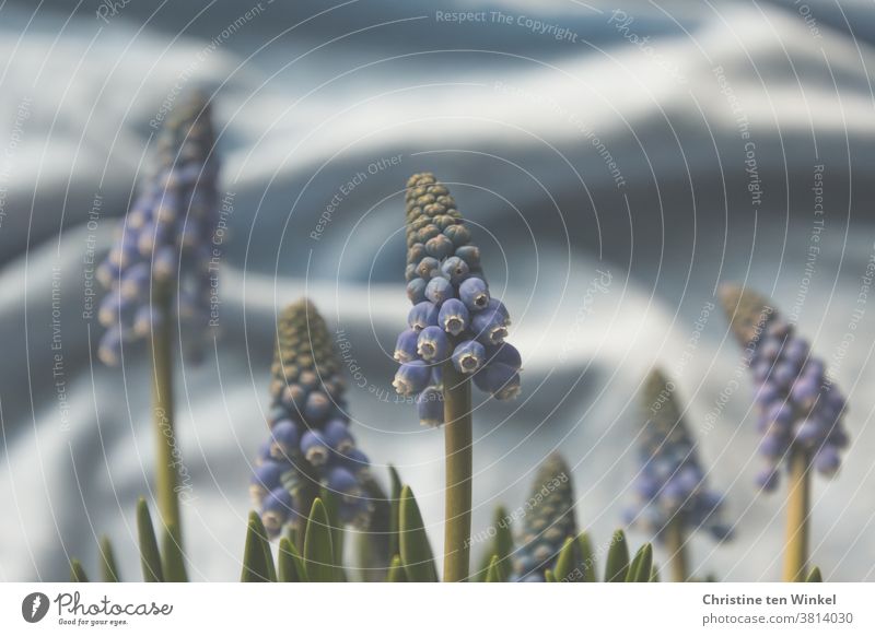 Frühlingserwachen in hellblau. Traubenhyazinthen vor zartblauem Hintergrund aus gewelltem Stoff. Perlhyazinten Hyazinthe Blauer Hintergrund Pflanze Blume Natur