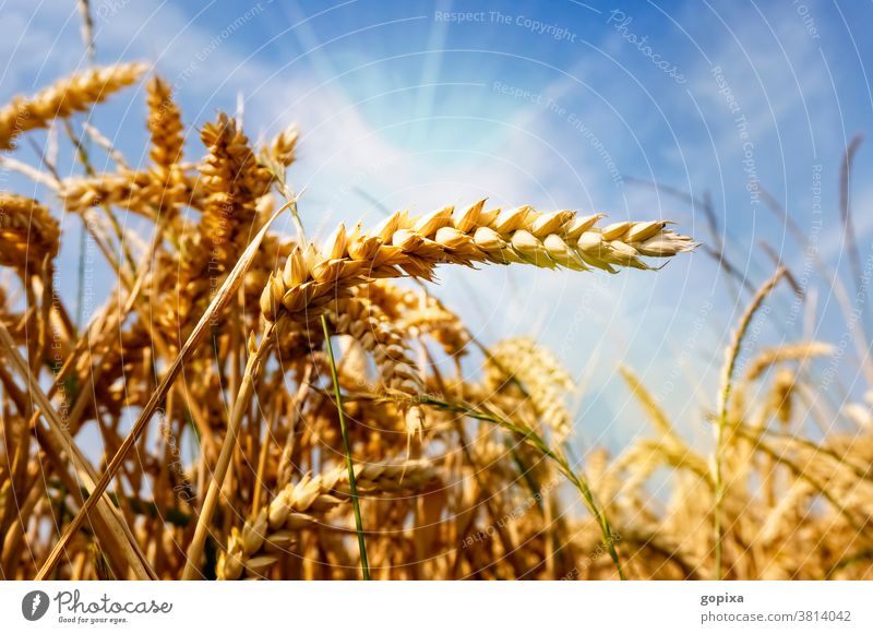 Weizen auf einem Feld Getreide Landwirtschaft Sonne Trockenheit Hitze Umwelt Klima Ernte Ähre Acker Anbau Pflanze Sommer Ökologie Nutzpflanze Sonnenschein